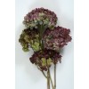 HYDRANGEA MACROPHYLLA 10" Burgandy-OUT OF STOCK